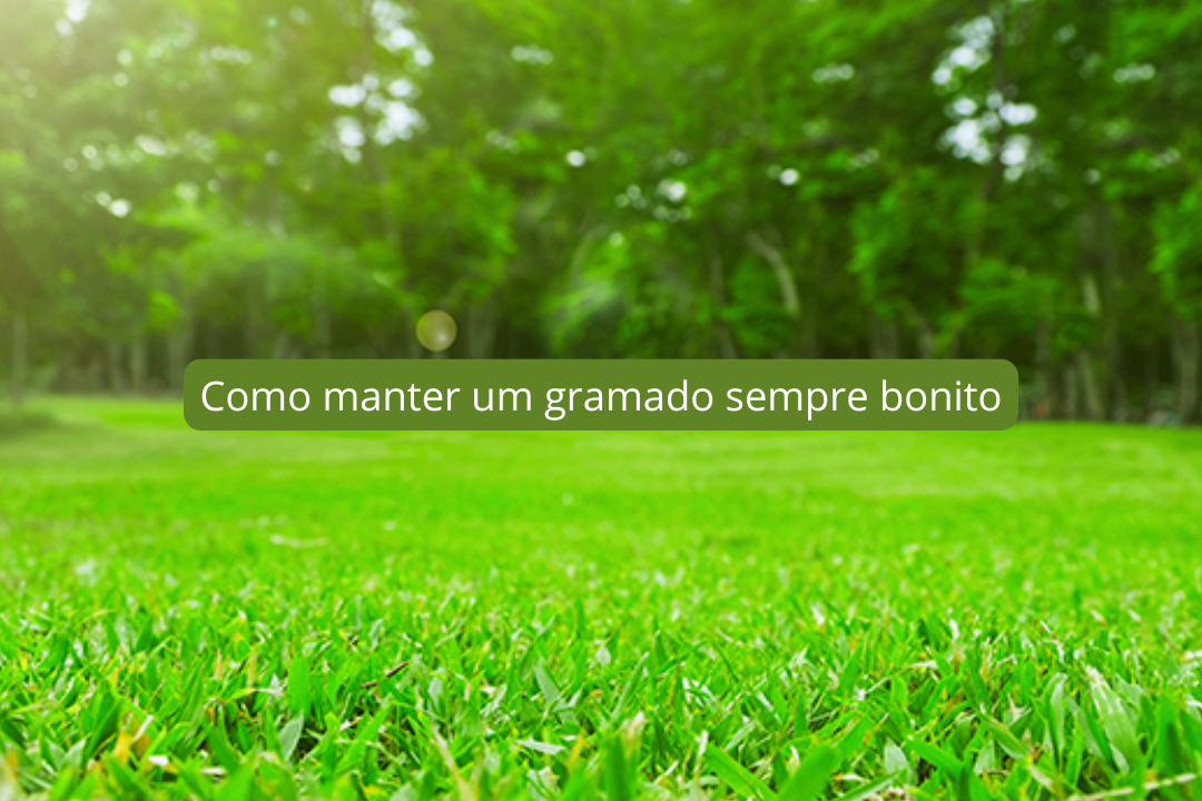 Como manter um gramado sempre bonito