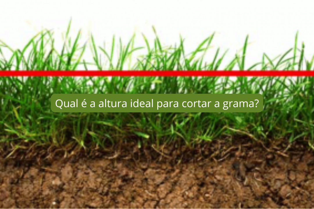 Qual é a altura ideal para cortar a grama?