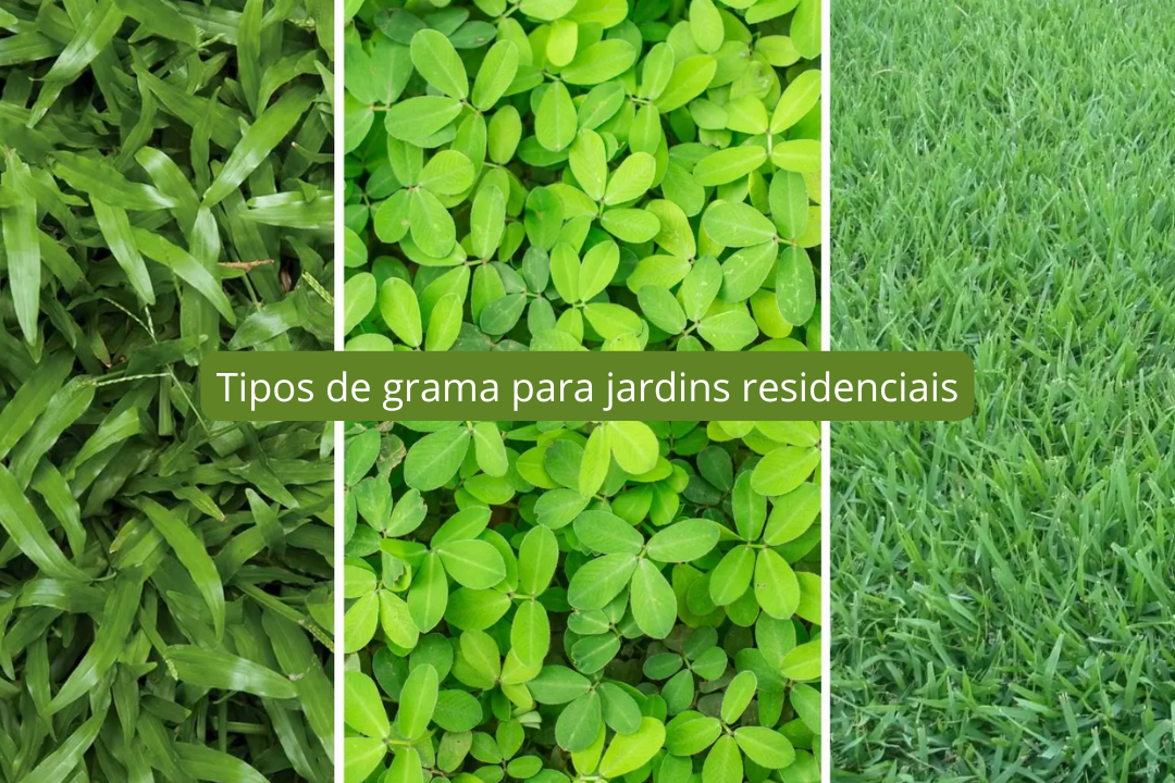 Tipos de grama para jardins residenciais