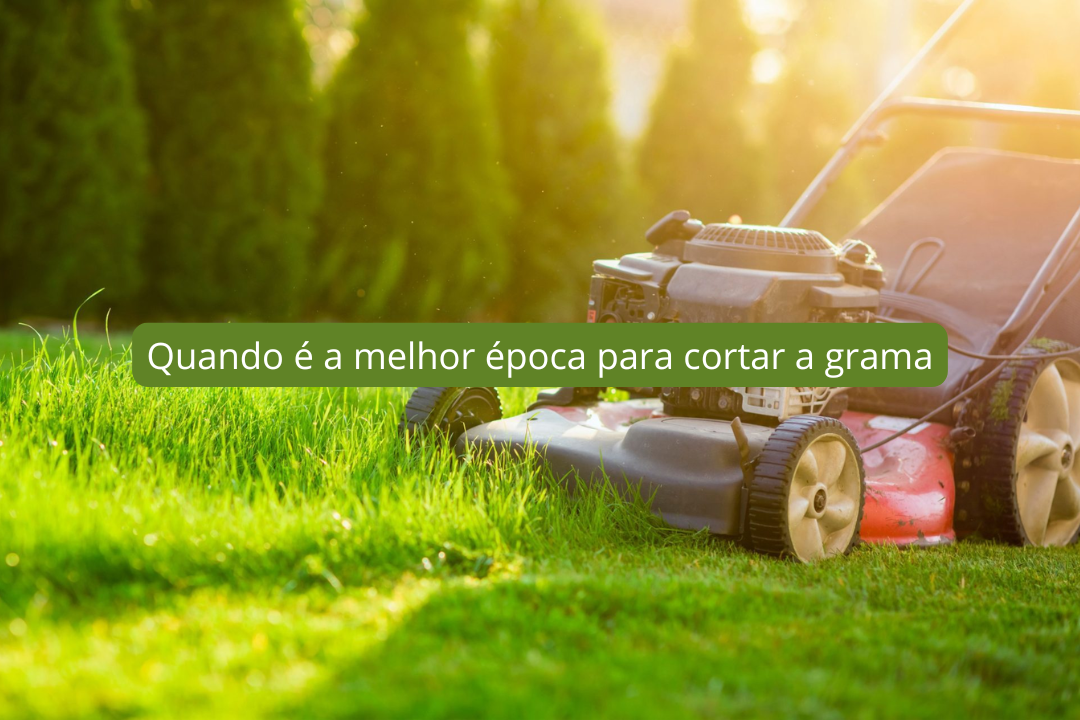 Quando é a melhor época para cortar a grama