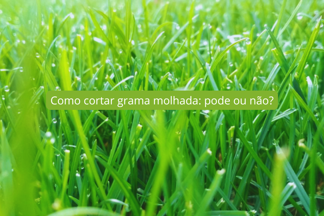Como cortar grama molhada: pode ou não?
